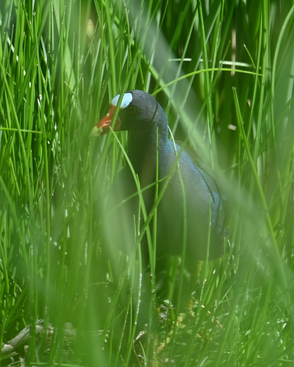 Purple Gallinule - ML639093429