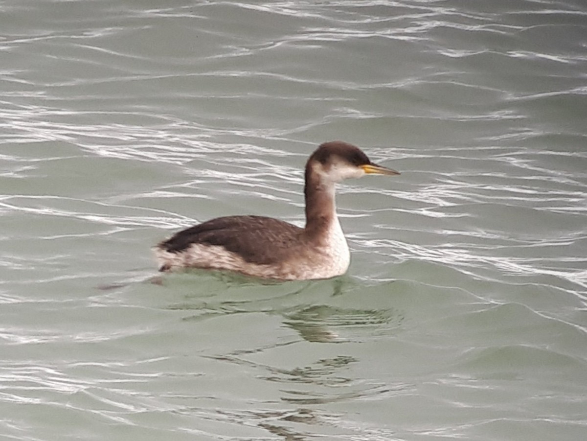 Red-necked Grebe - ML639093436