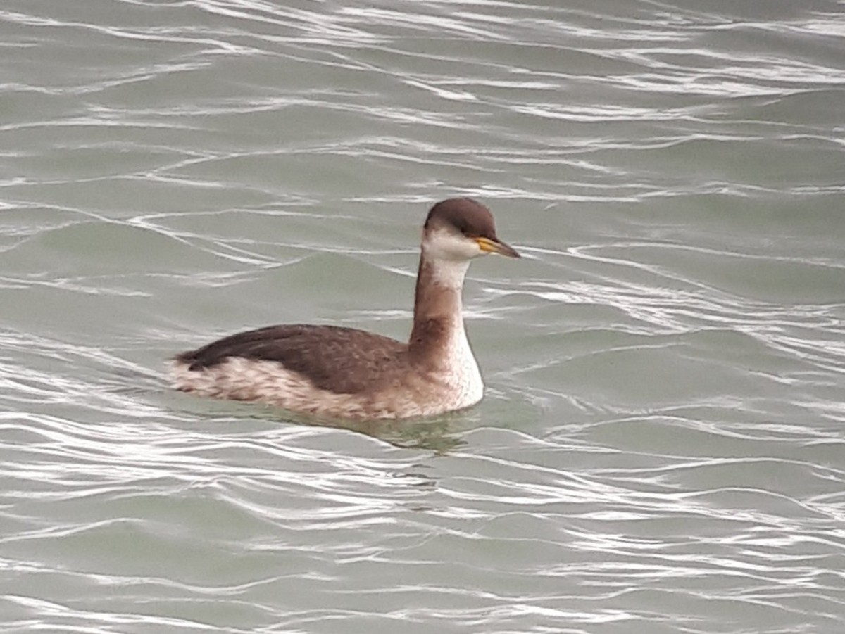 Red-necked Grebe - ML639093437