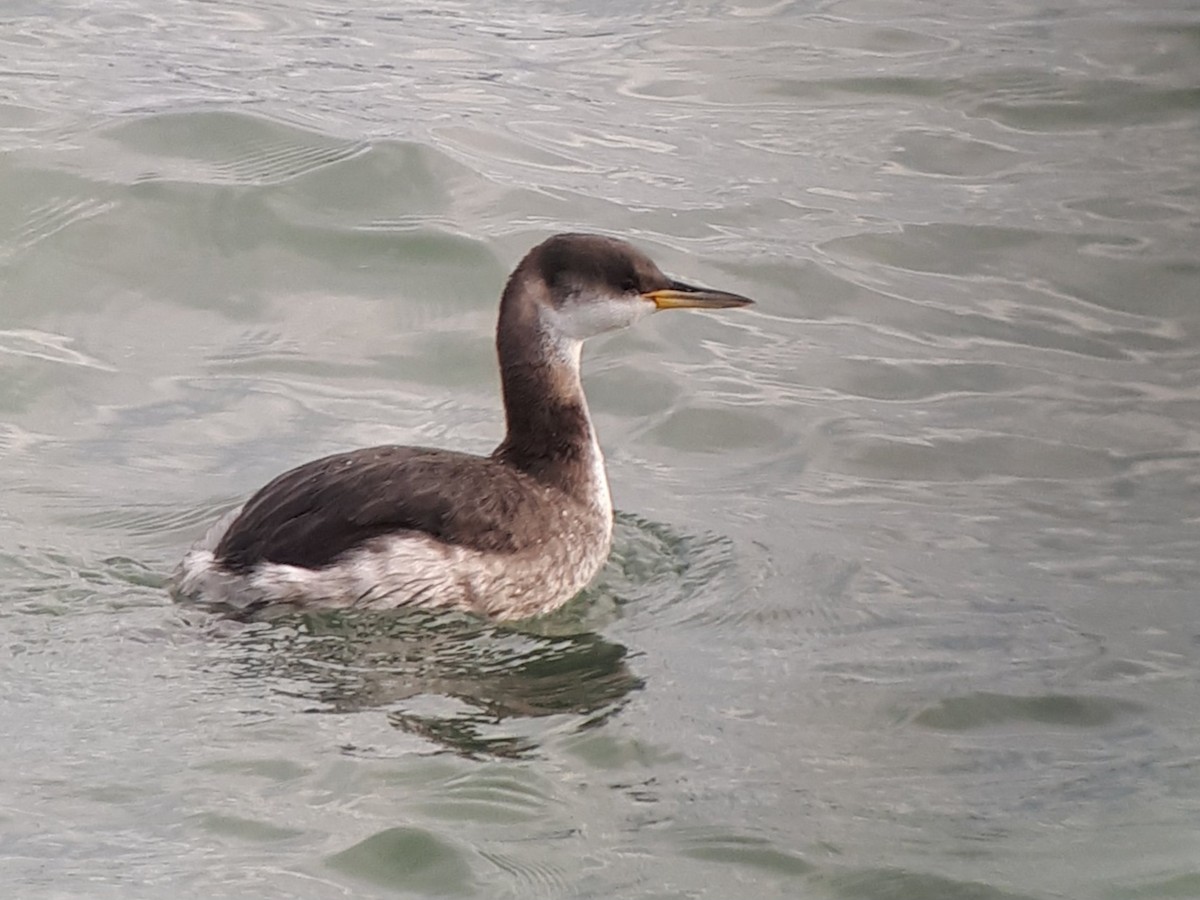 Red-necked Grebe - ML639093447