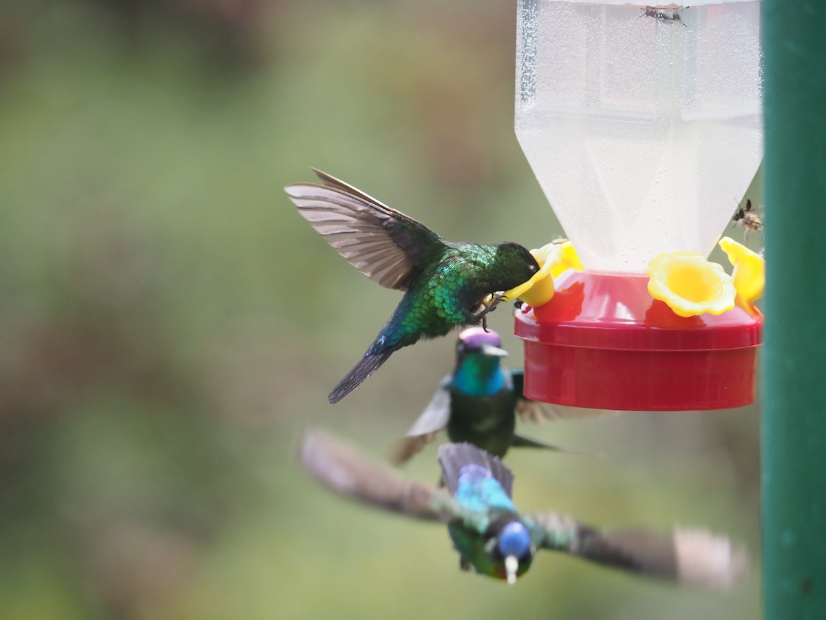 Fiery-throated Hummingbird - ML639093487