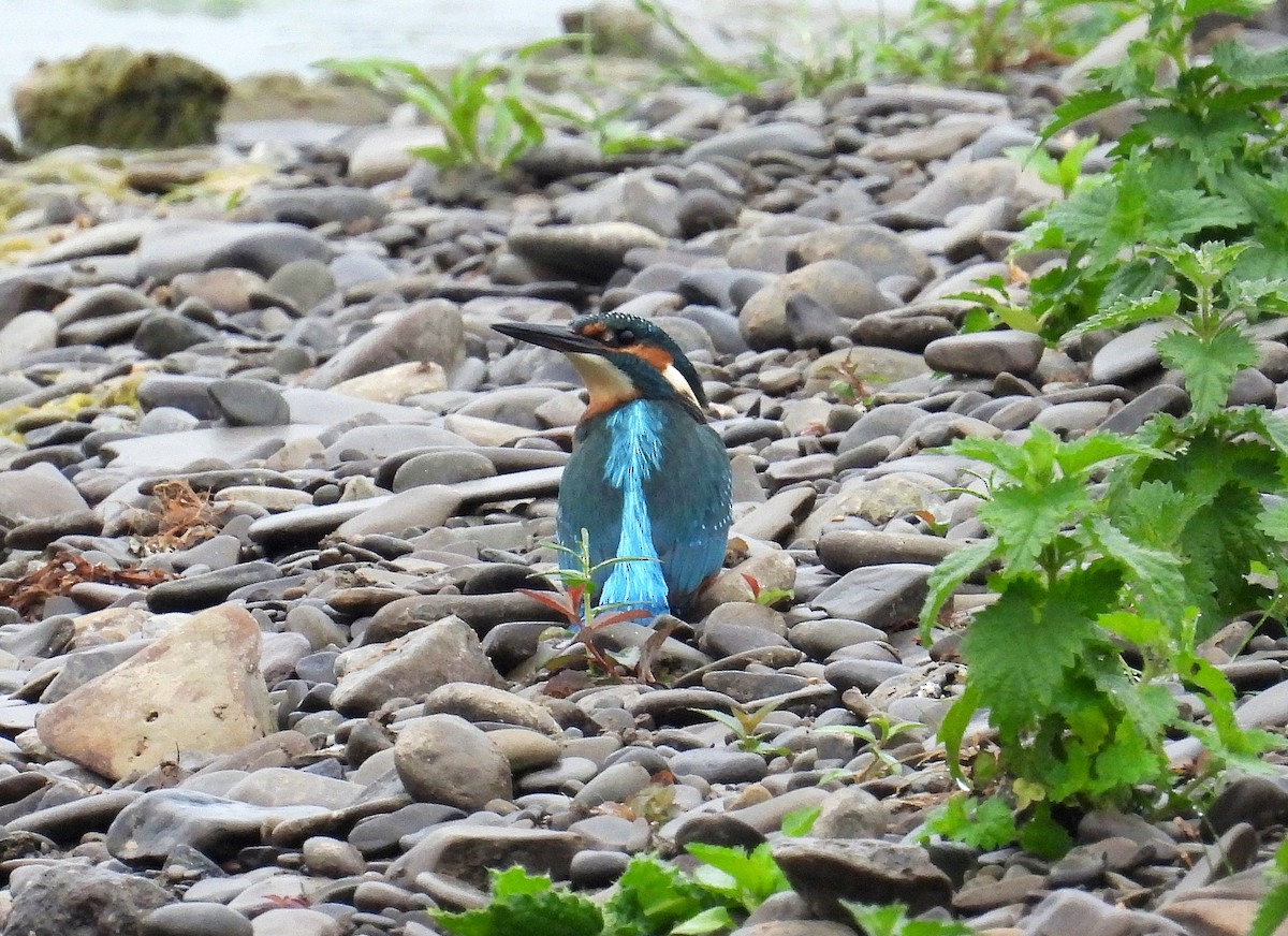 翠鳥 - ML639093511