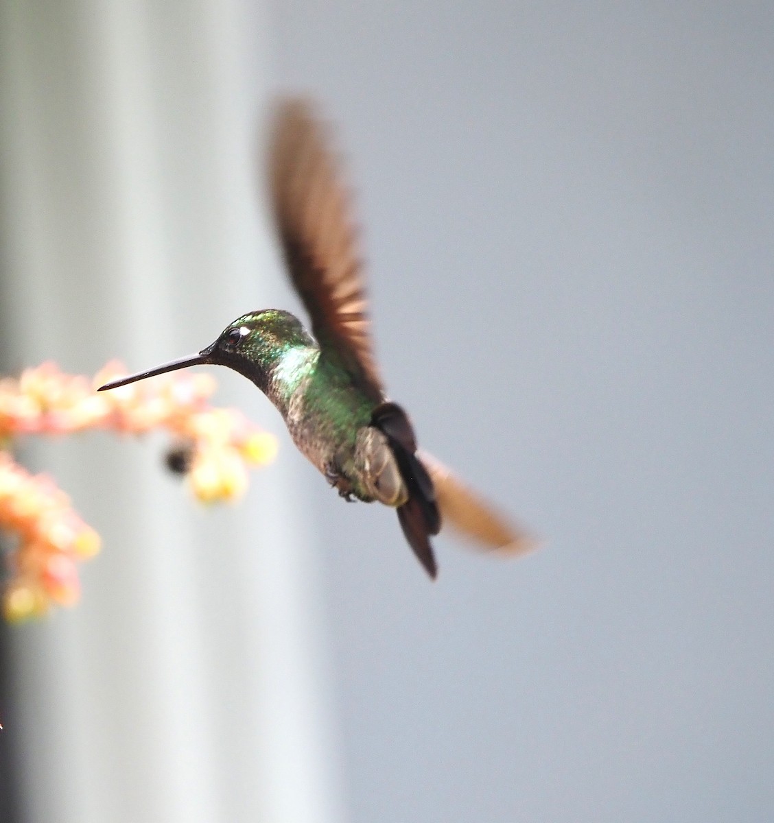 Stripe-tailed Hummingbird - ML639093517