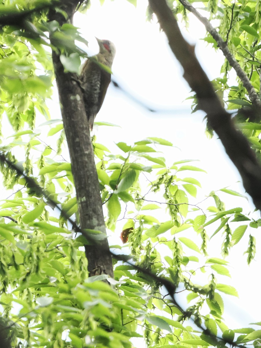 Japanese Woodpecker - ML639093526