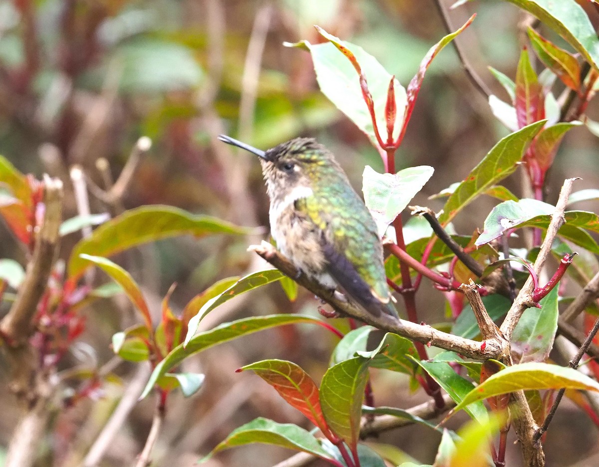 Volcano Hummingbird - ML639093553