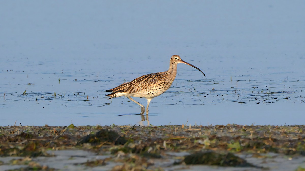 koliha velká - ML639093579