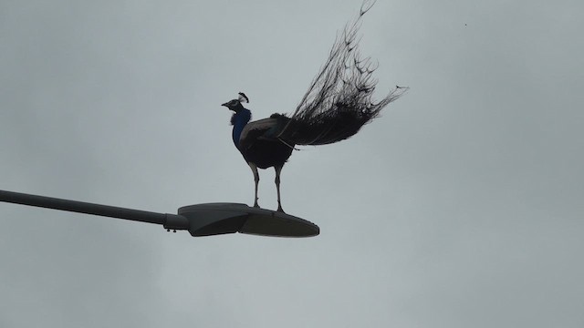 Indian Peafowl - ML639093632