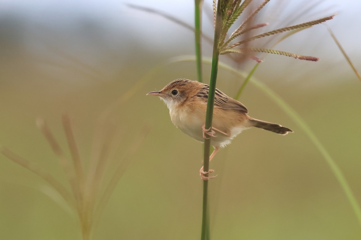 Golden-headed Cisticola - ML639093635