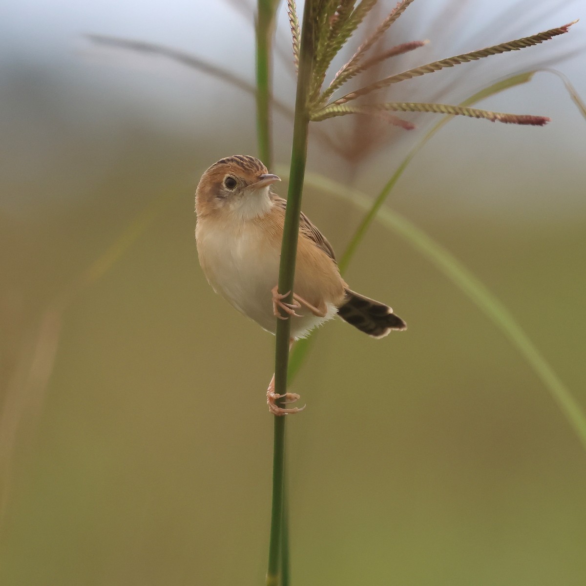 Golden-headed Cisticola - ML639093636