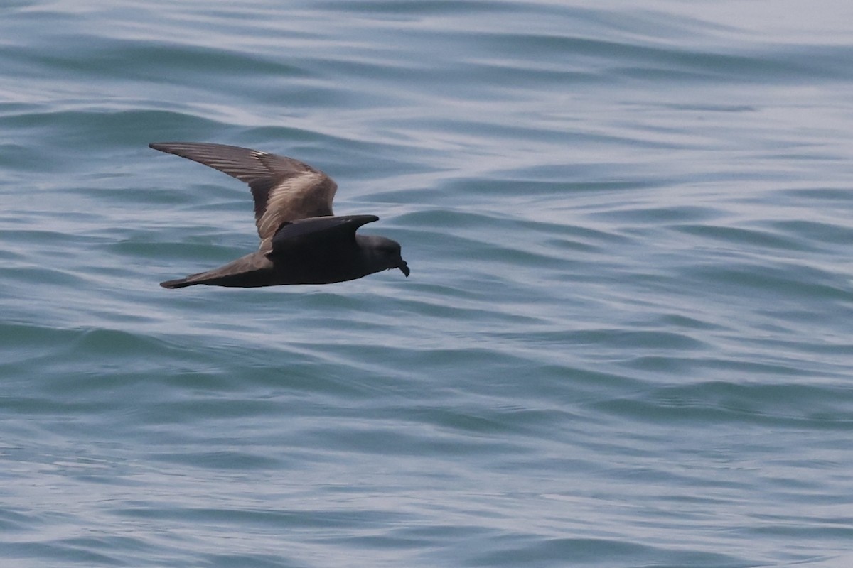 Swinhoe's Storm-Petrel - ML639093645