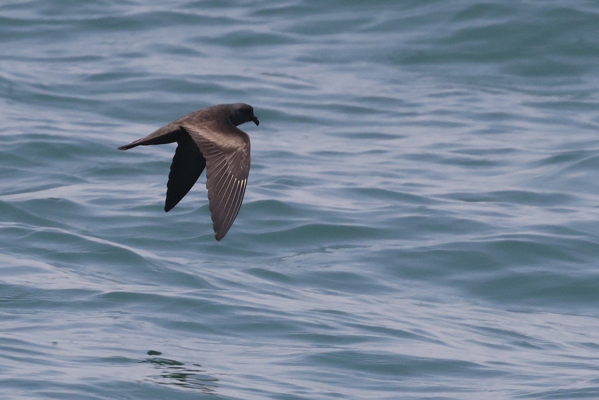 Swinhoe's Storm-Petrel - ML639093646