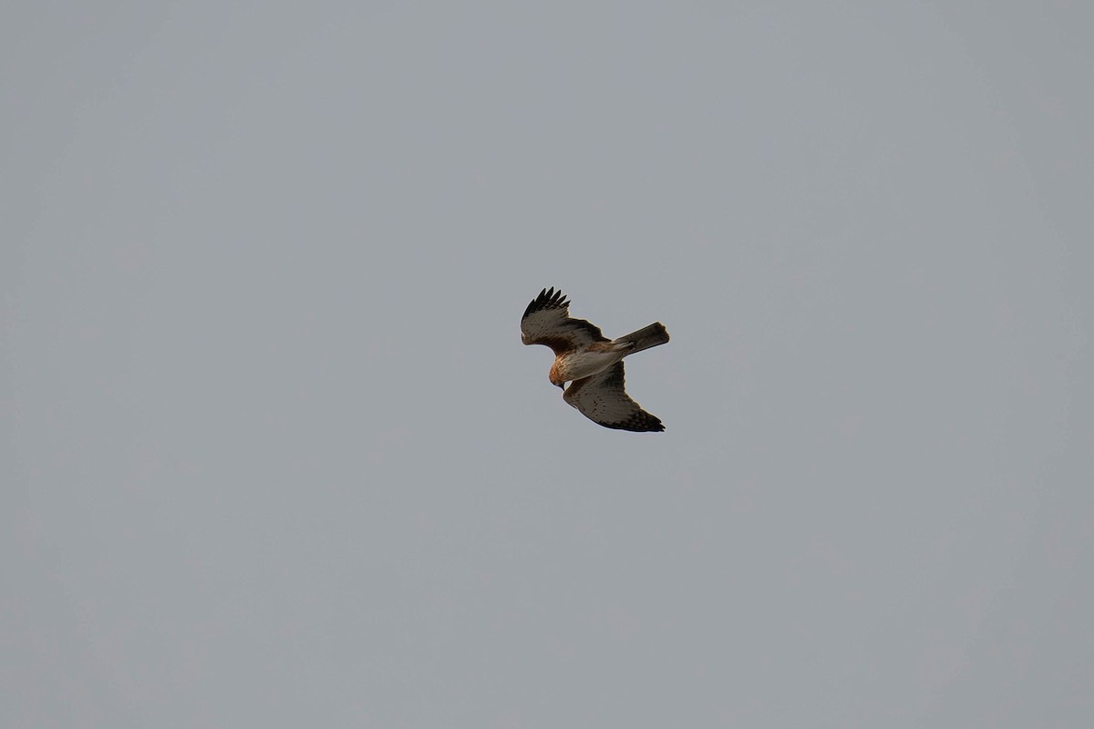 Little Eagle - ML639093660