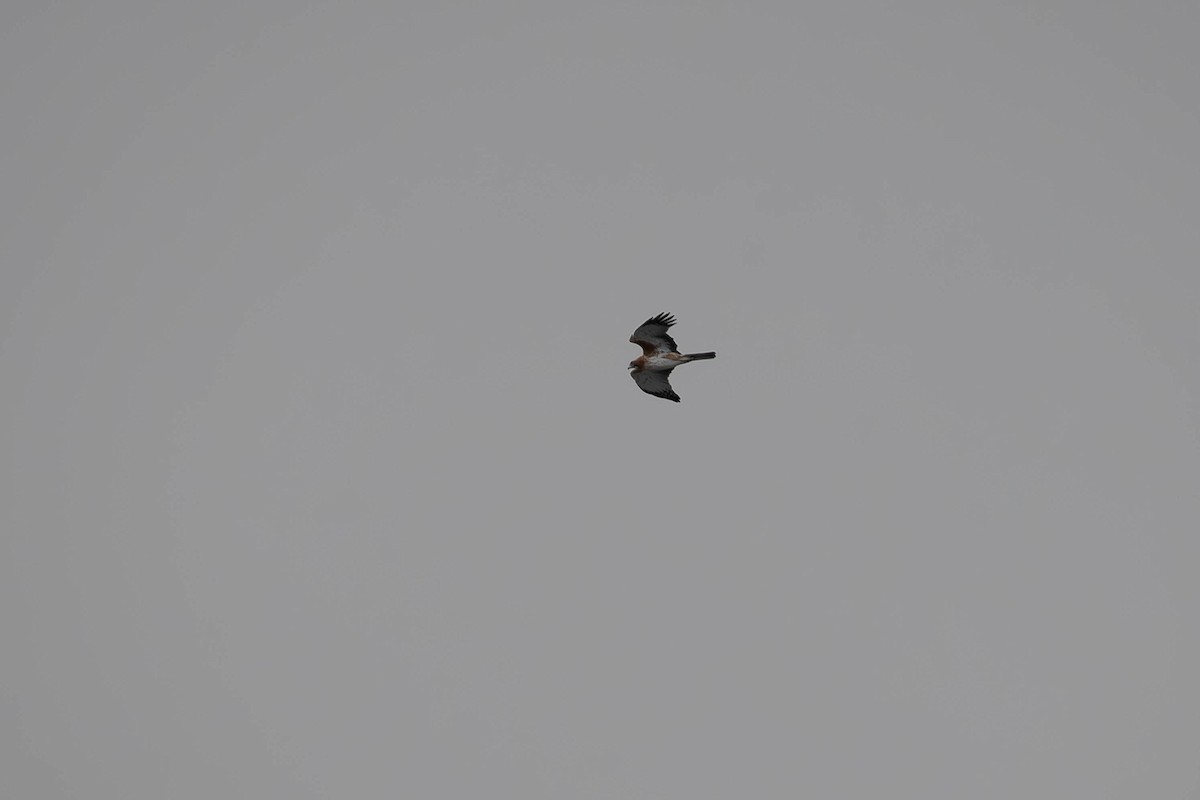 Little Eagle - ML639093661