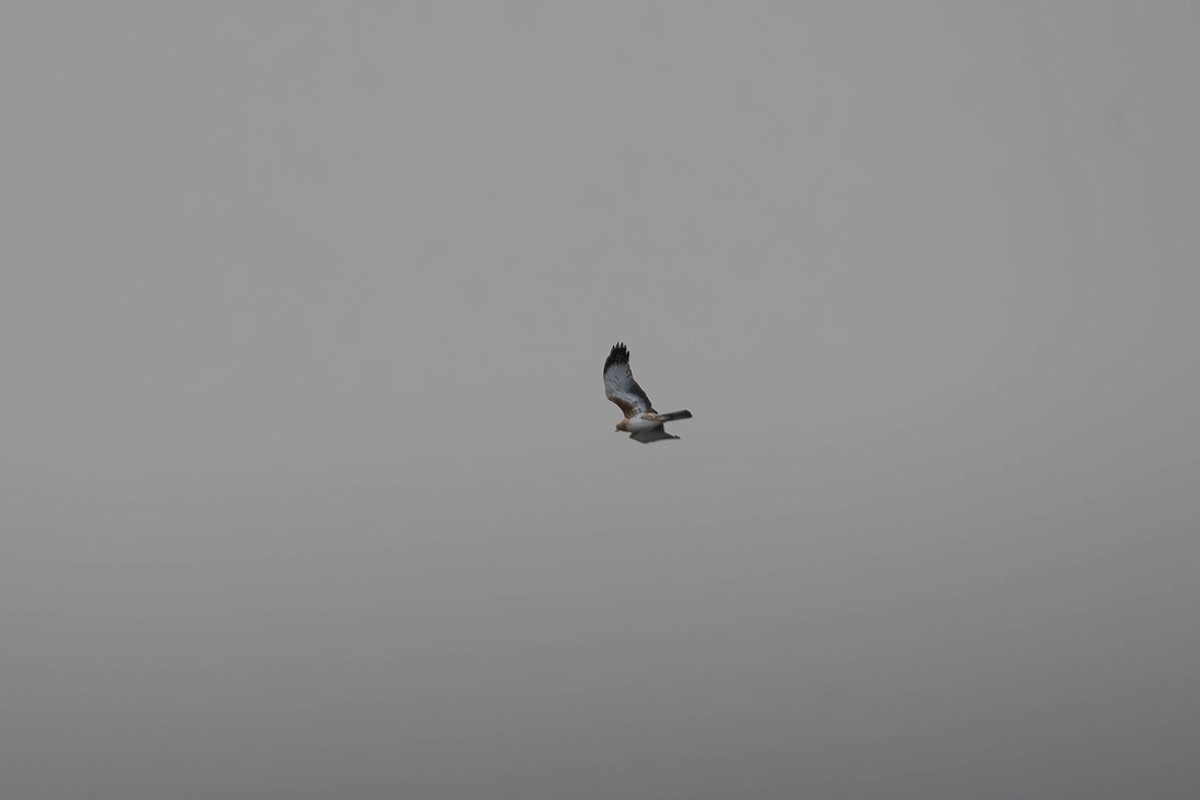 Little Eagle - ML639093662