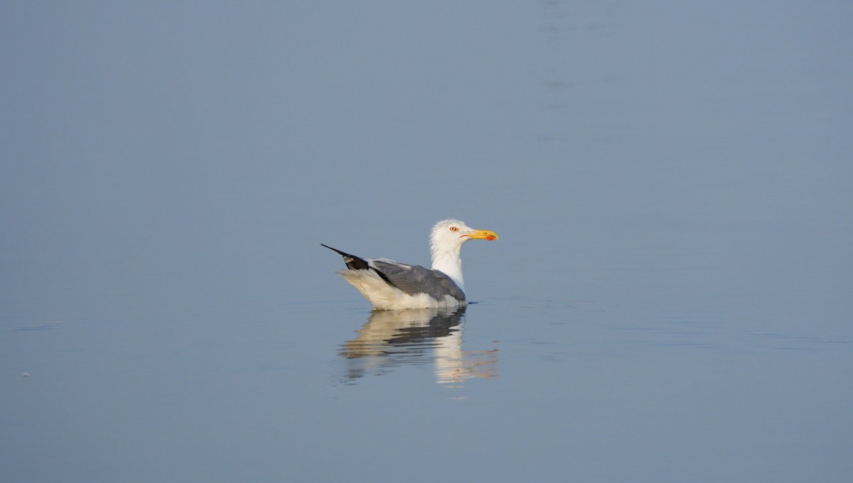 racek středomořský - ML639093672