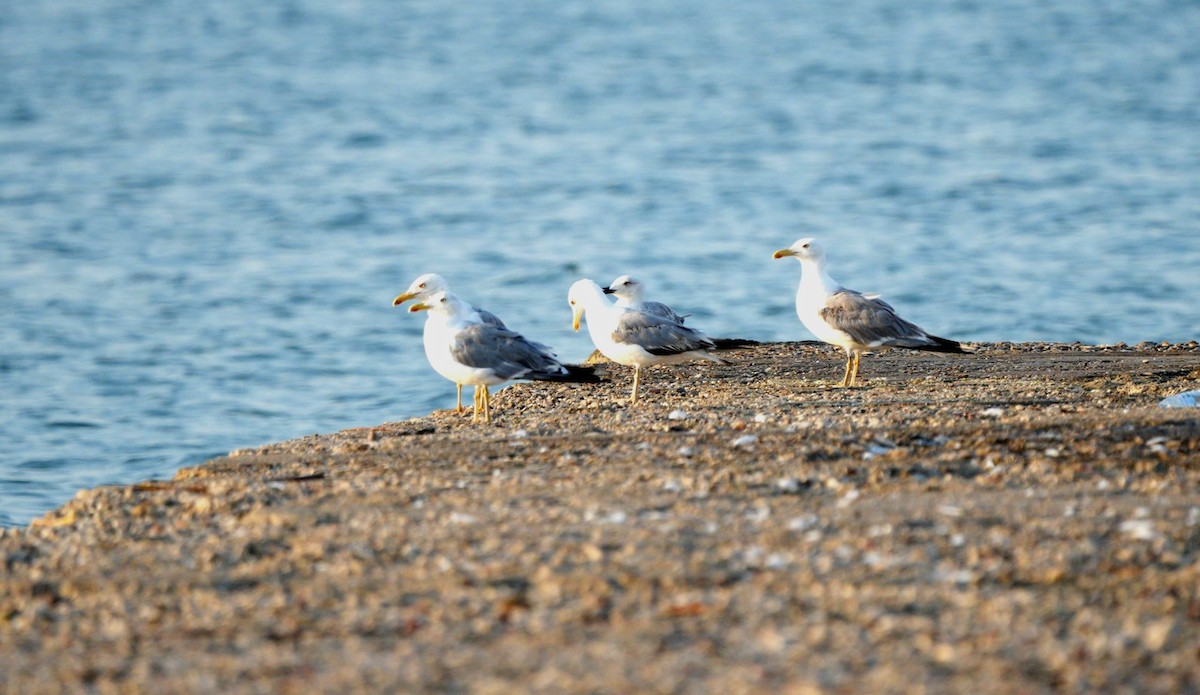 racek středomořský - ML639093673