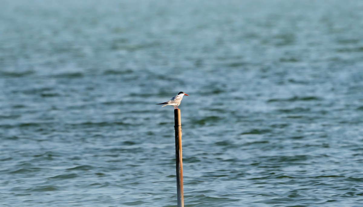 rybák obecný - ML639093677