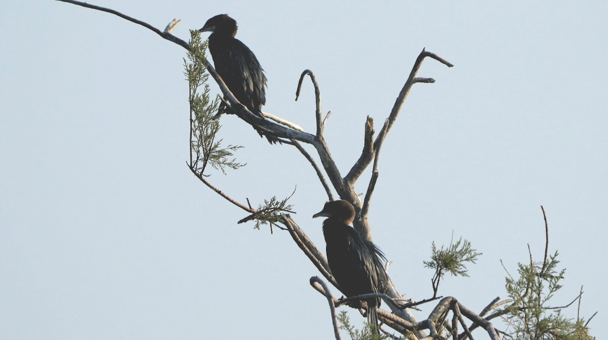 kormorán malý - ML639093680