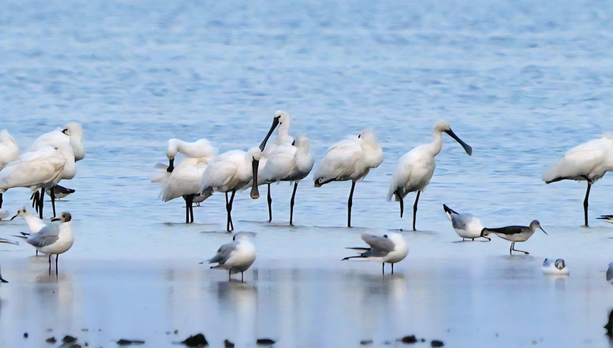 kolpík bílý - ML639093683