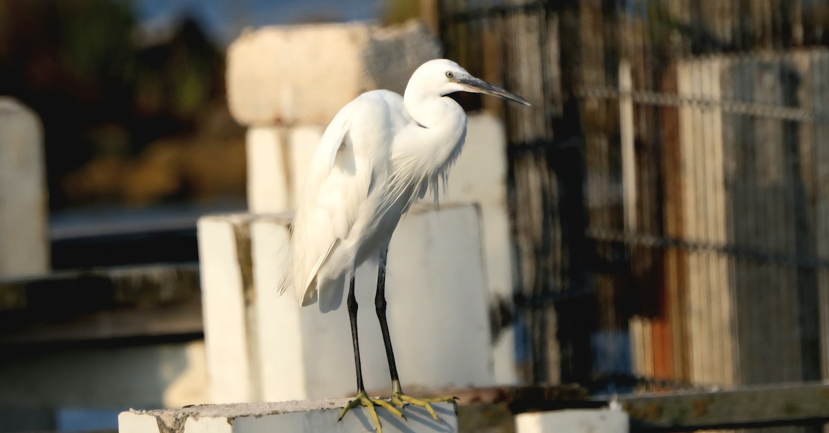 volavka stříbřitá - ML639093691