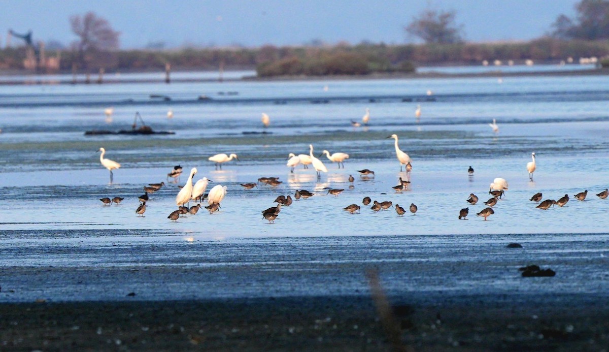 volavka stříbřitá - ML639093692