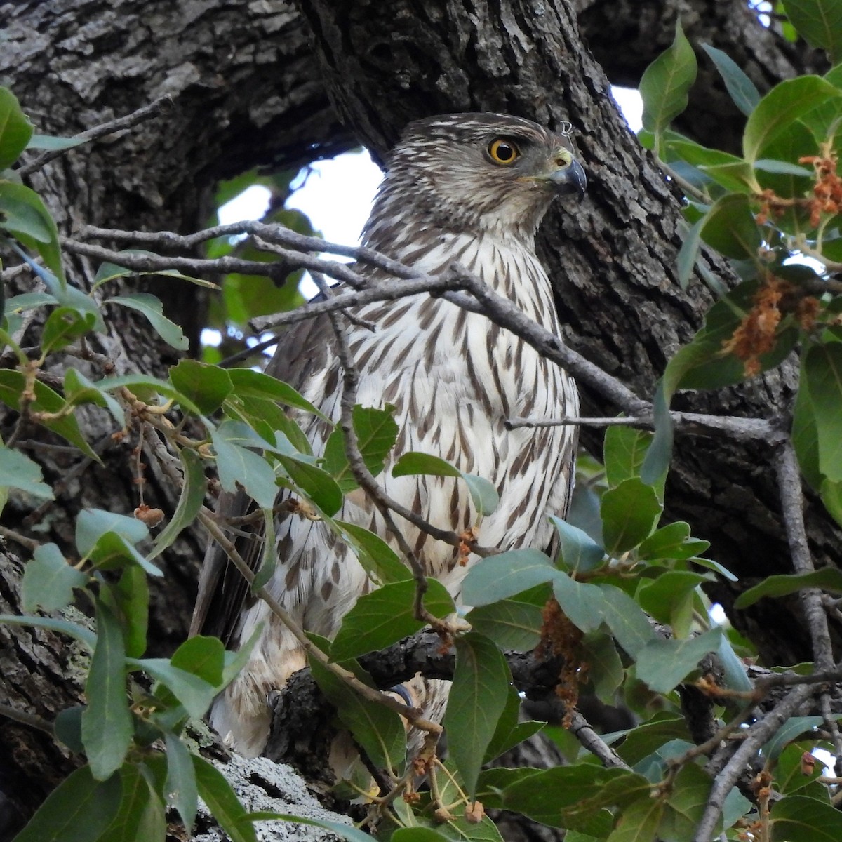 Cooper's Hawk - ML639093718