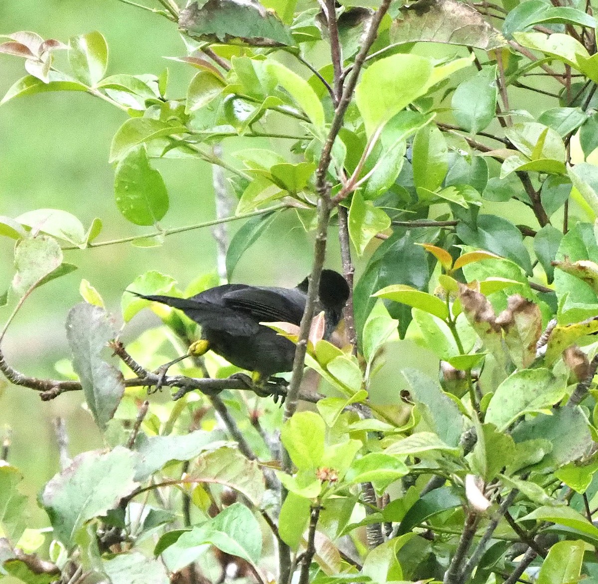 Yellow-thighed Brushfinch - ML639093745