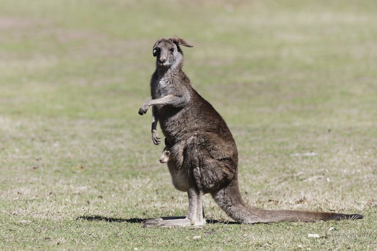 Red-necked Wallaby - ML639093821
