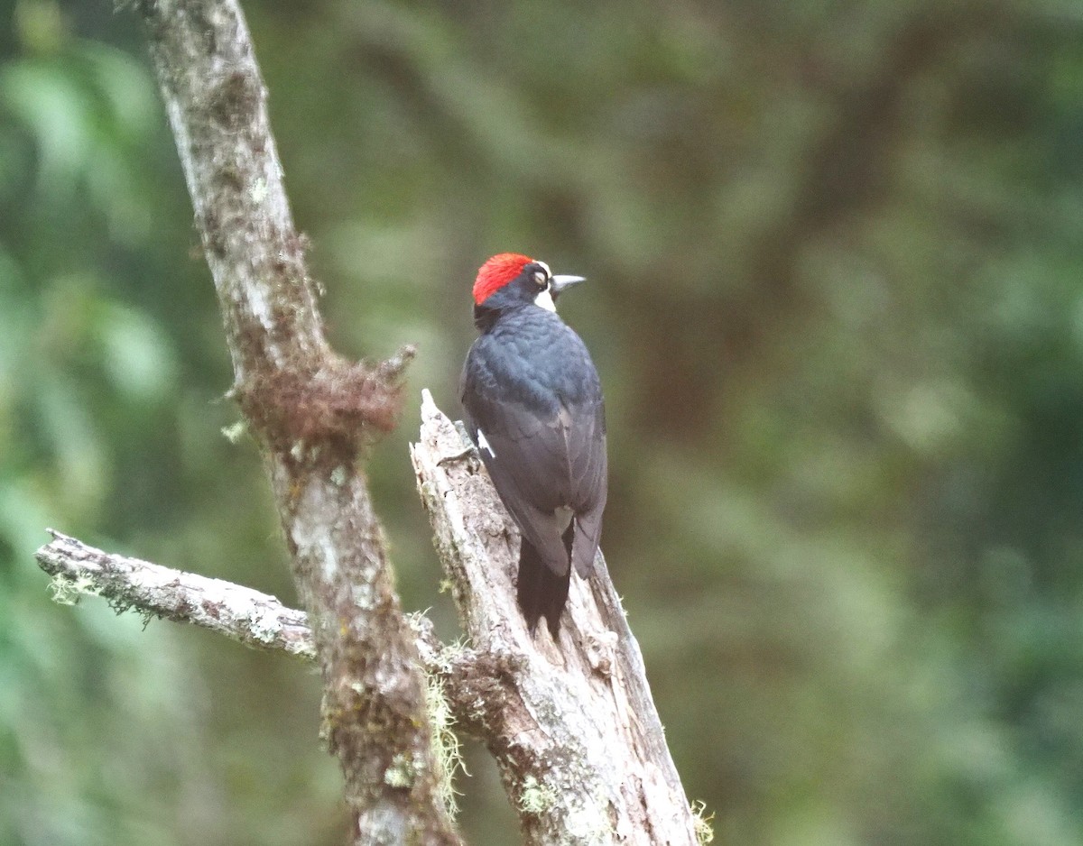 Acorn Woodpecker - ML639093822