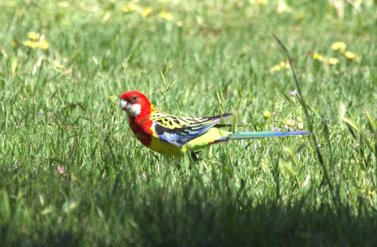 Eastern Rosella - ML639093962