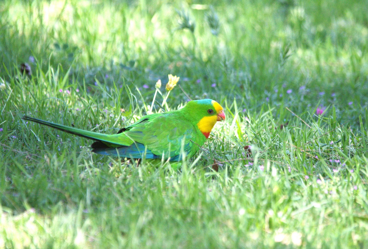 Superb Parrot - ML639093969