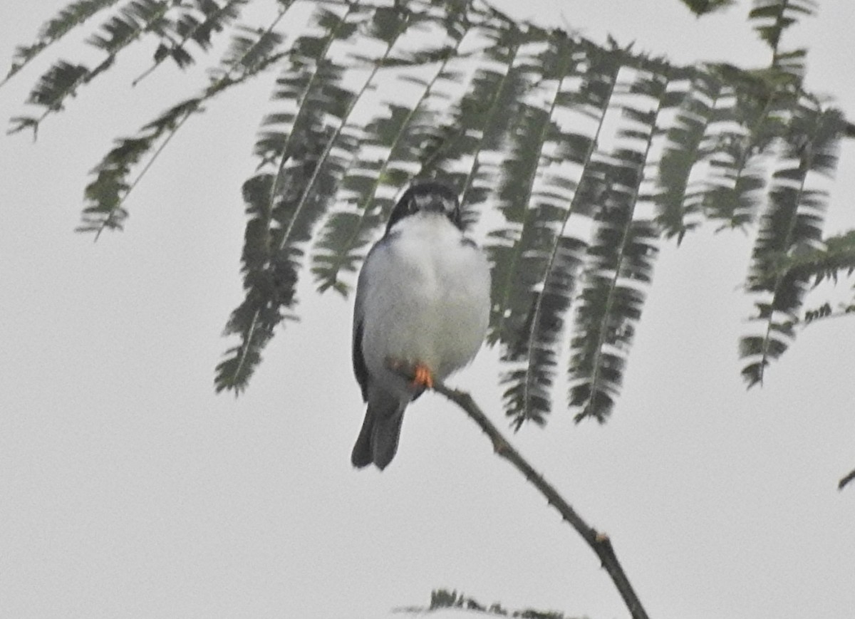 Hooded Tanager - ML639093990