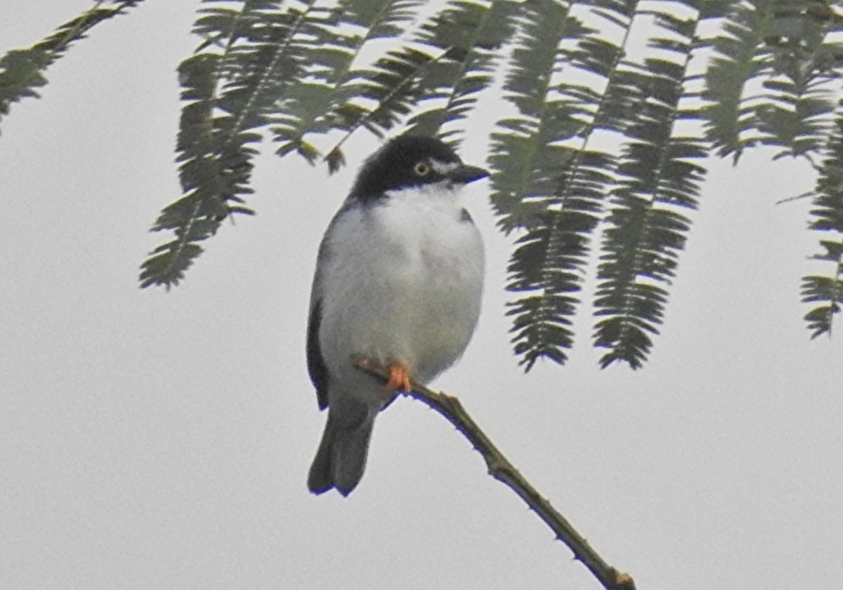 Hooded Tanager - ML639093991