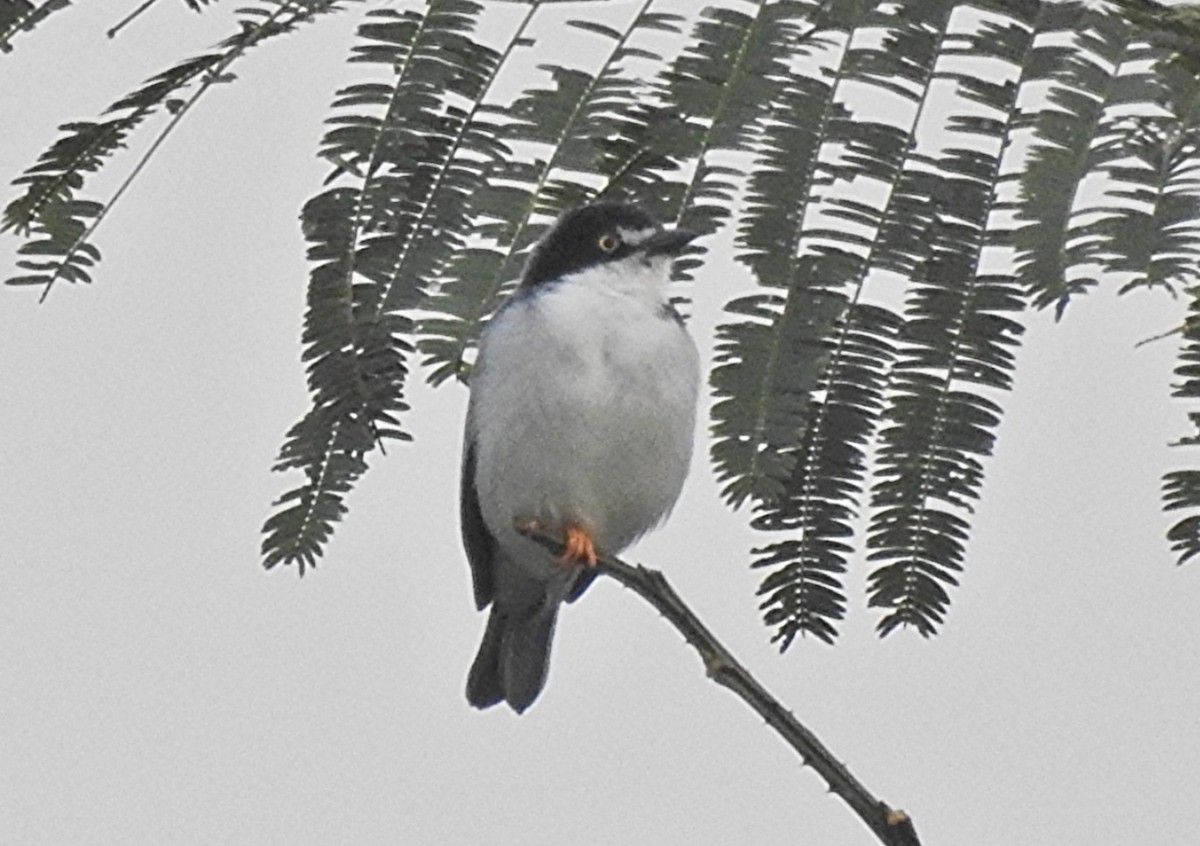 Hooded Tanager - ML639093992