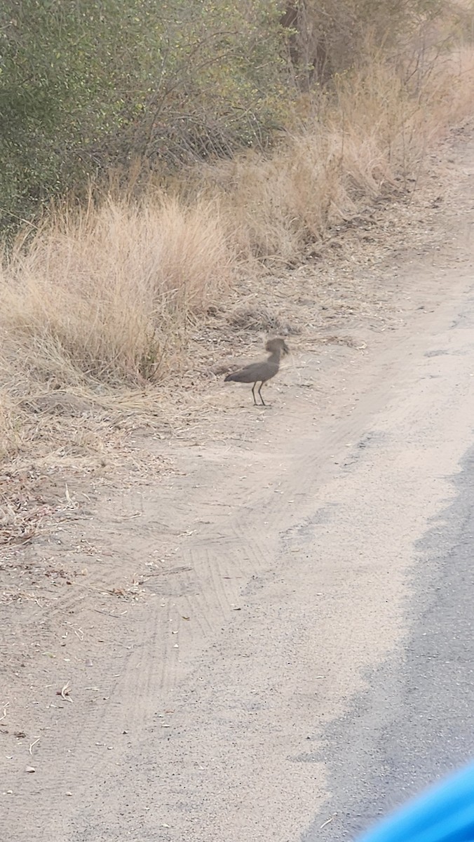 Hamerkop - ML639094005