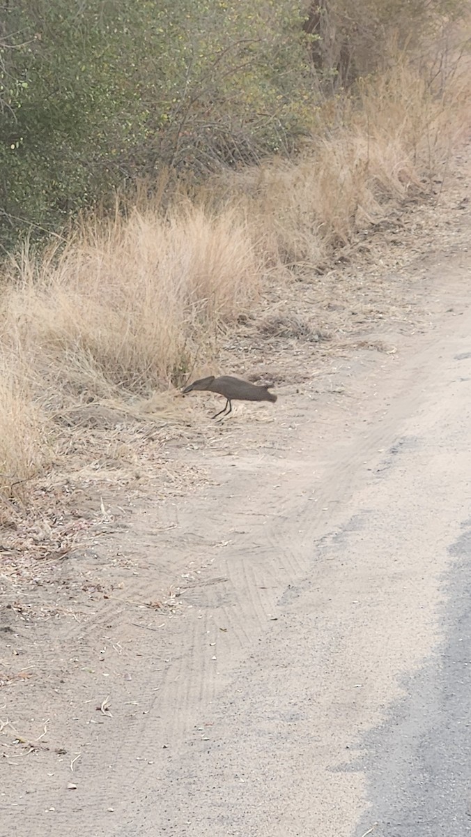 Hamerkop - ML639094011