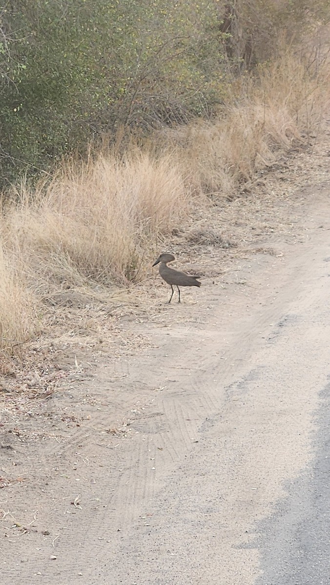 Hamerkop - ML639094012