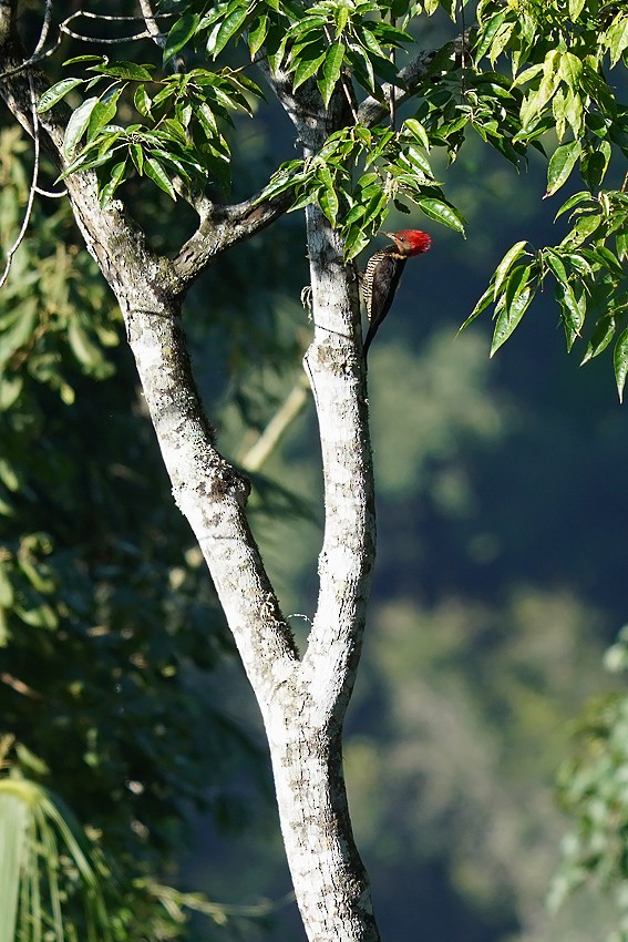 Helmeted Woodpecker - ML639094013