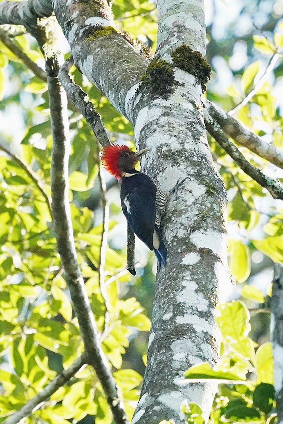 Helmeted Woodpecker - ML639094014