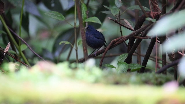 Bornean Shortwing - ML639094078