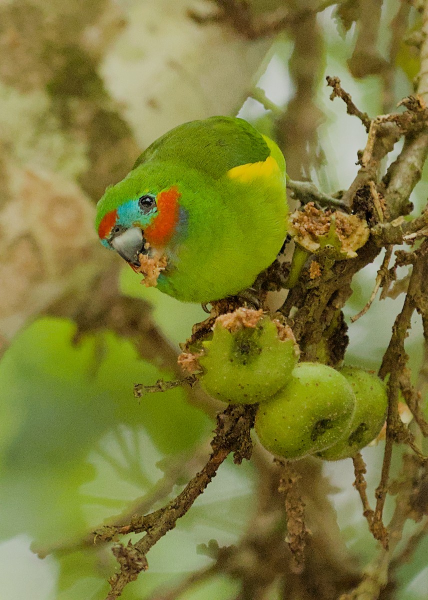 Double-eyed Fig-Parrot - ML639094132
