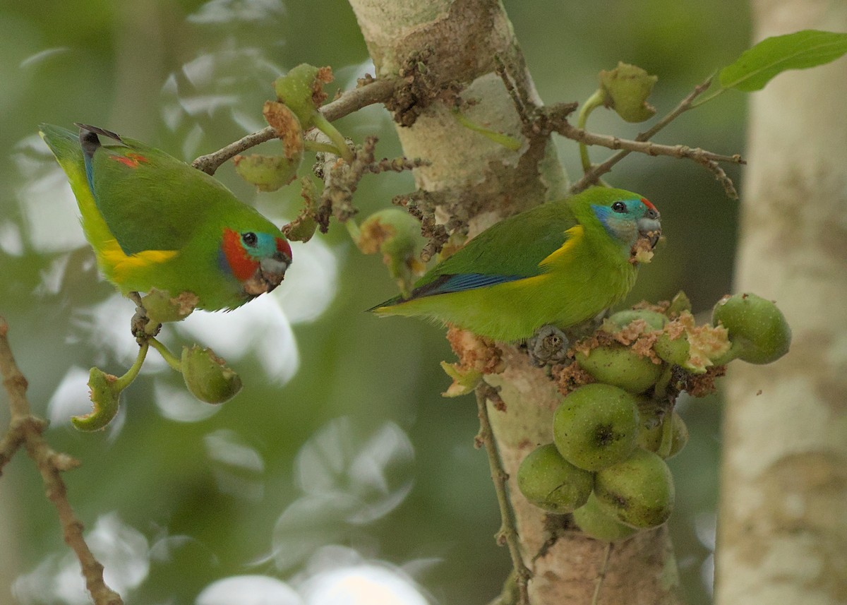 Double-eyed Fig-Parrot - ML639094133