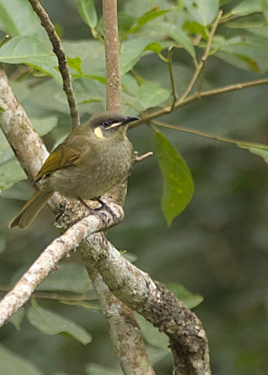 Lewin's Honeyeater - ML639094144