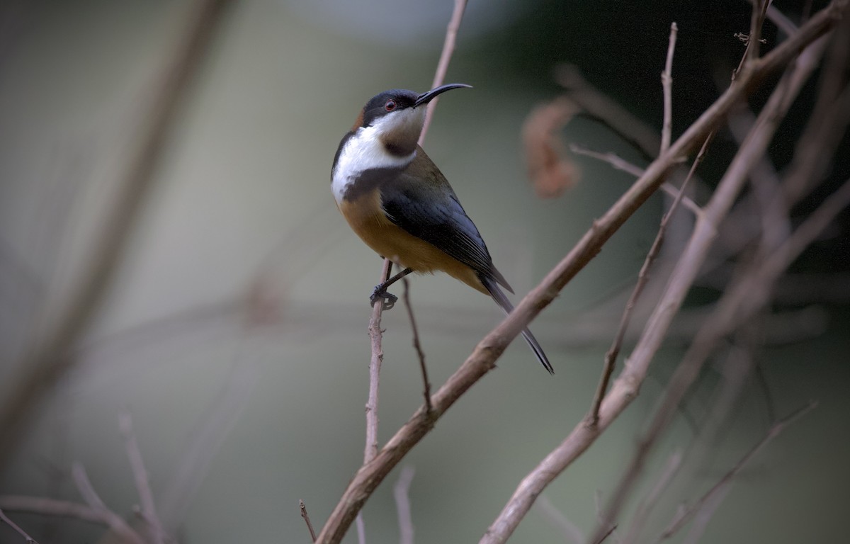 Eastern Spinebill - ML639094166