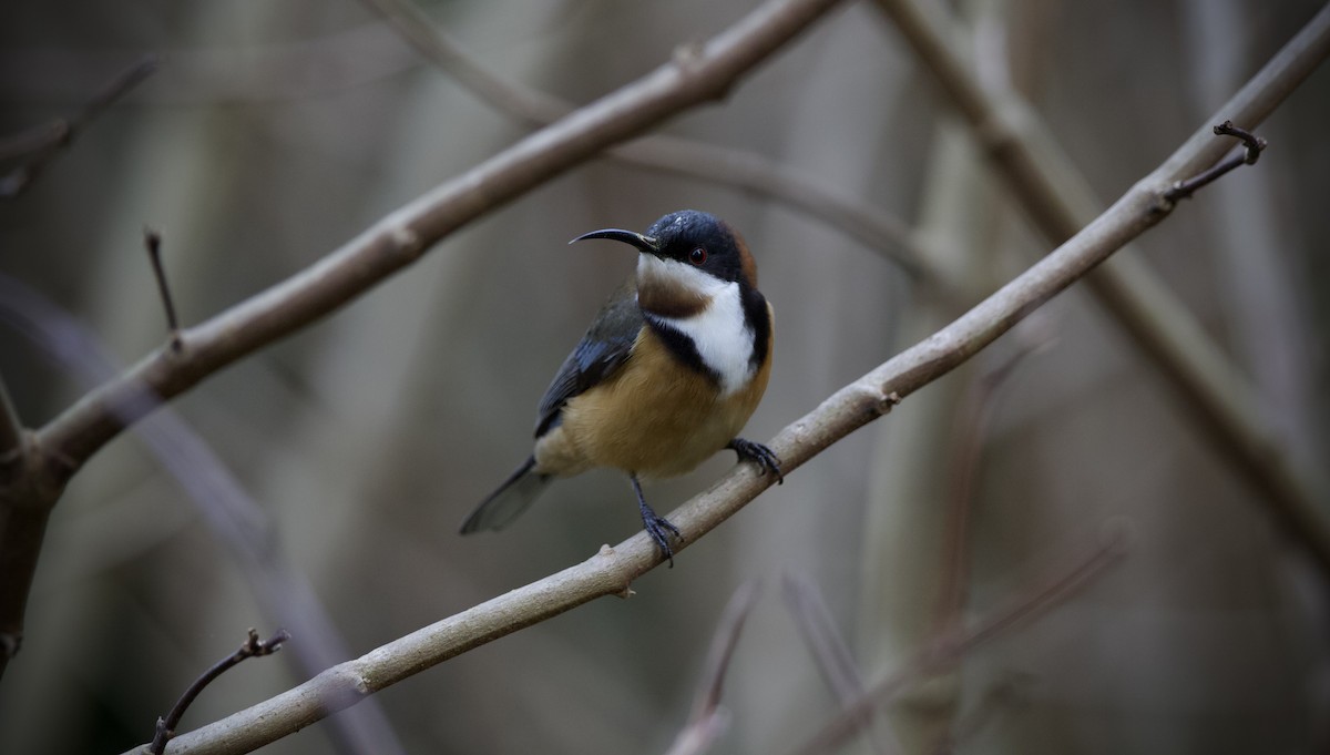 Eastern Spinebill - ML639094167
