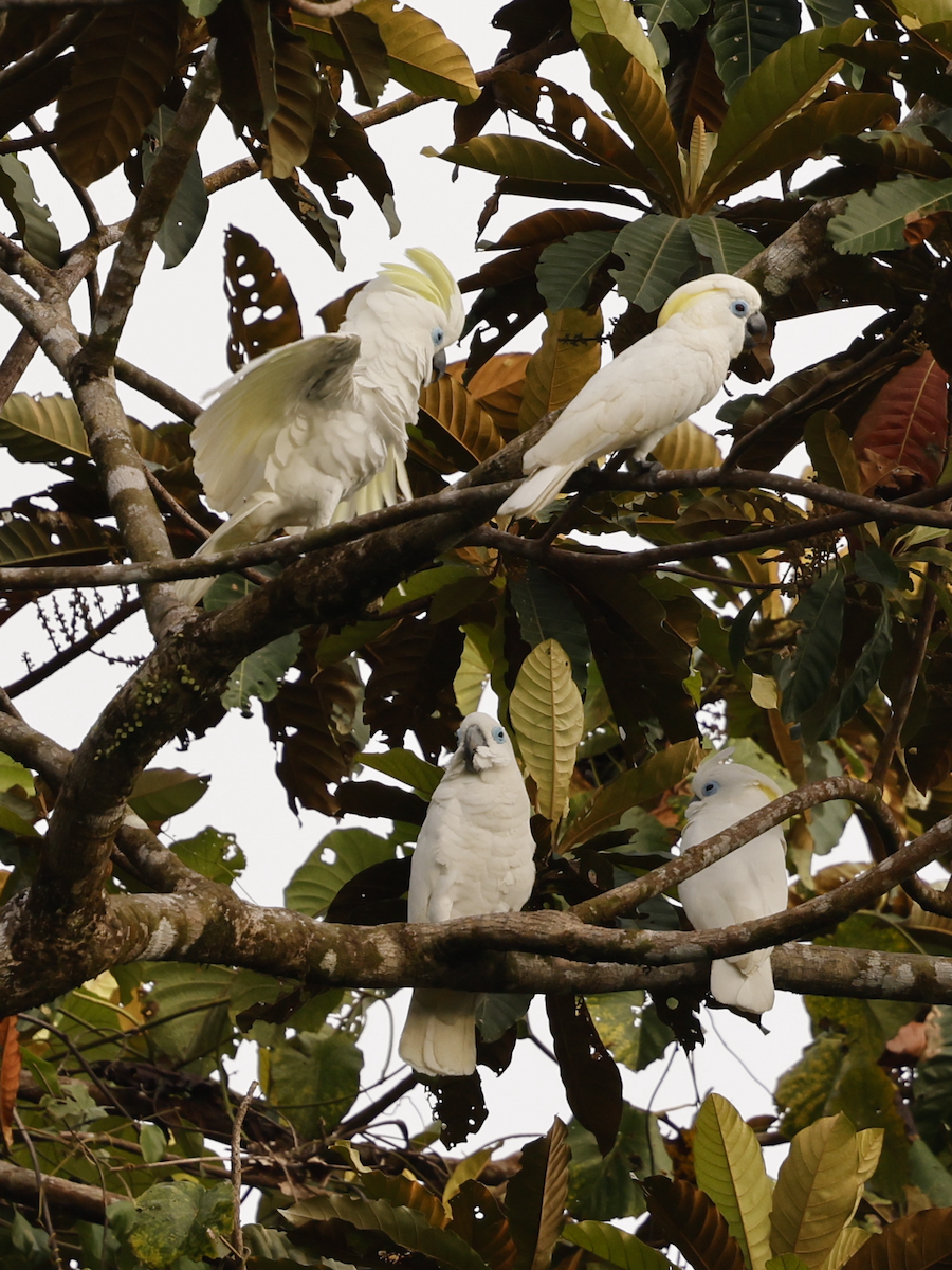 Blue-eyed Cockatoo - ML639094175