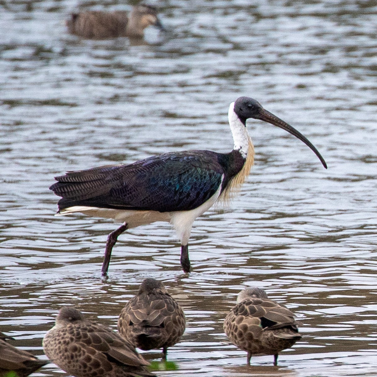 Ibis d'Australie - ML639094261
