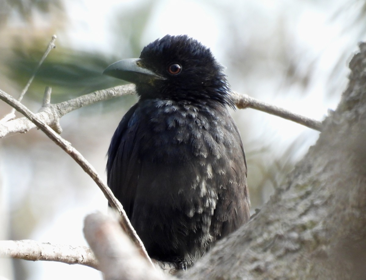 Drongo pailleté - ML639094264