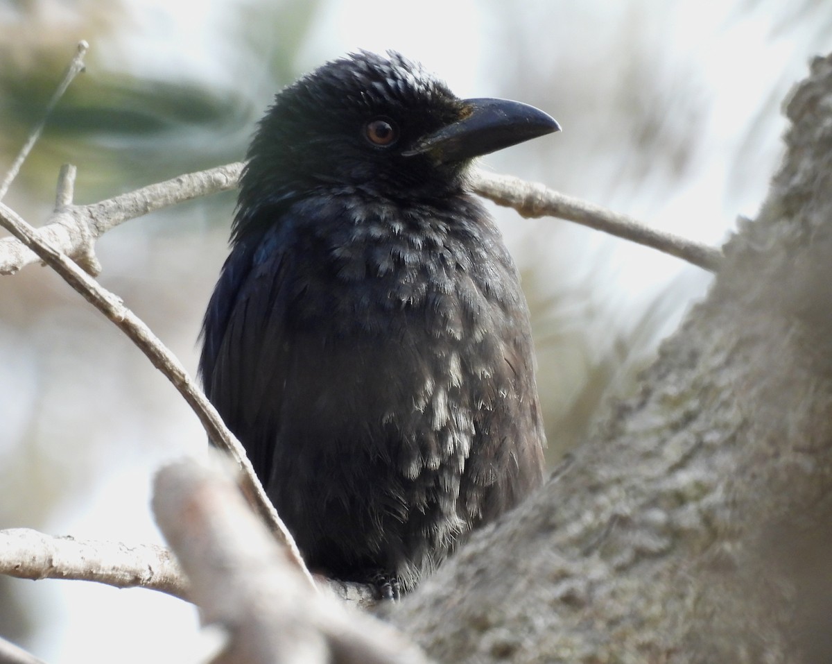 Drongo pailleté - ML639094267