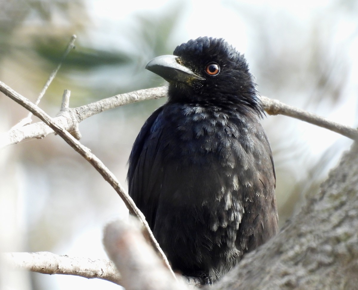 Drongo pailleté - ML639094269